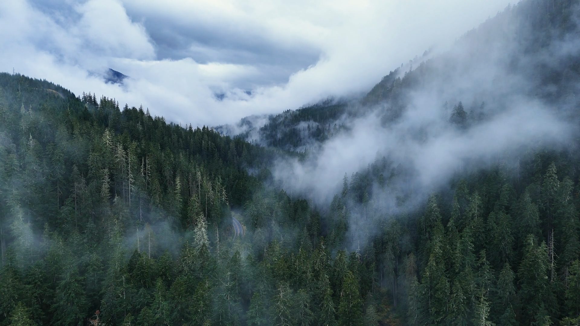 Misty pine forest in the mountains